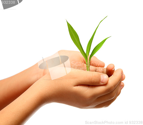 Image of green plant in children hands