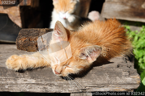 Image of small cat sleeping