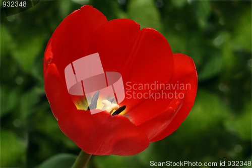 Image of red tulip on green background