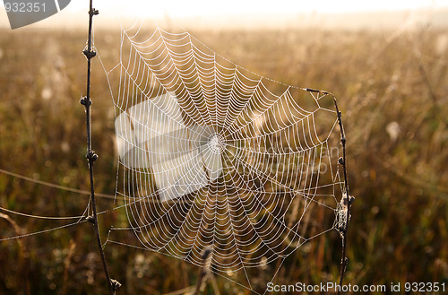 Image of spider web with dew drops
