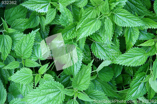 Image of green nettle leaves