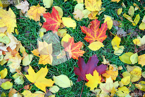 Image of autumn leaves on grass