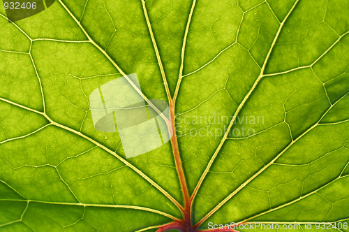 Image of green leaf with red veins background