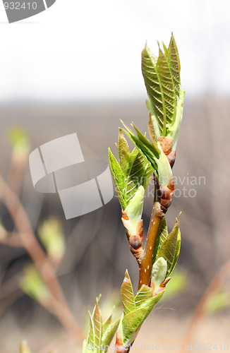 Image of bud on spring tree