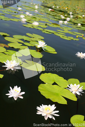 Image of summer lake with water-lily flowers