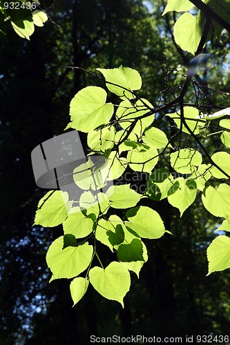 Image of lime-tree leaves in sunlight