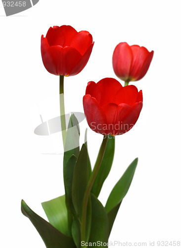 Image of three red tulip bunch