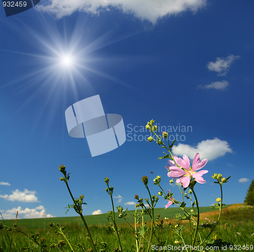 Image of mallow wildflower on meadow background
