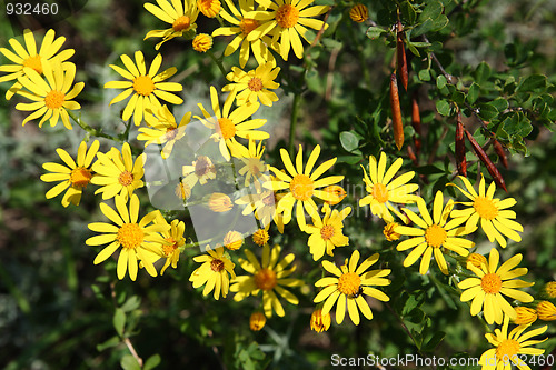 Image of yellow doronicum flowers