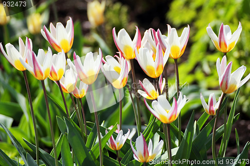 Image of white and yellow tulips