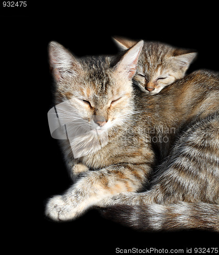 Image of sleeping cats