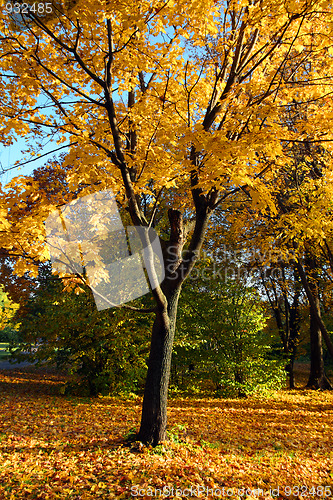 Image of autumn yellow tree