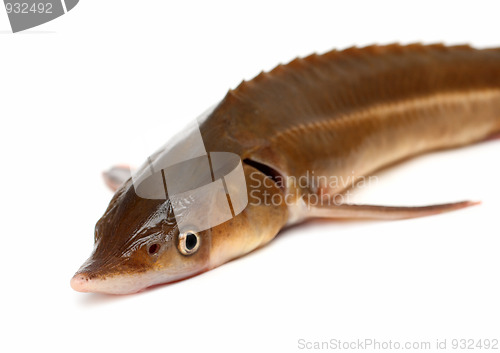 Image of russian sturgeon fish close-up