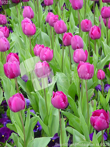 Image of Magenta Tulips