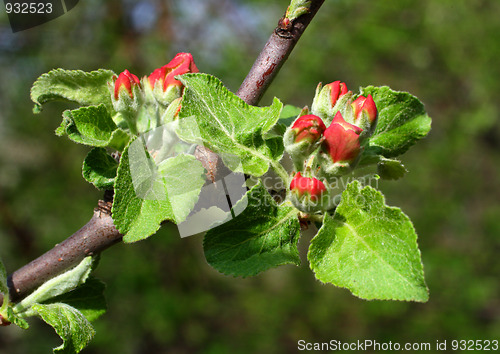 Image of red buds on apple-tree