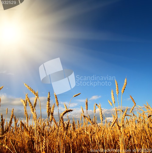 Image of stems of wheat in sun light