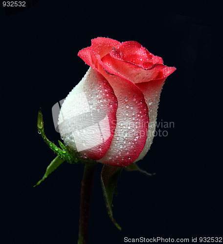 Image of white with red border rose