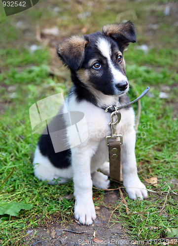 Image of young puppy dog sitting on grass