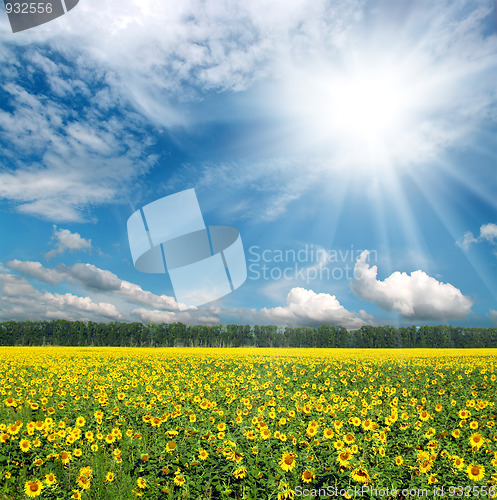 Image of sunflowers field under sky