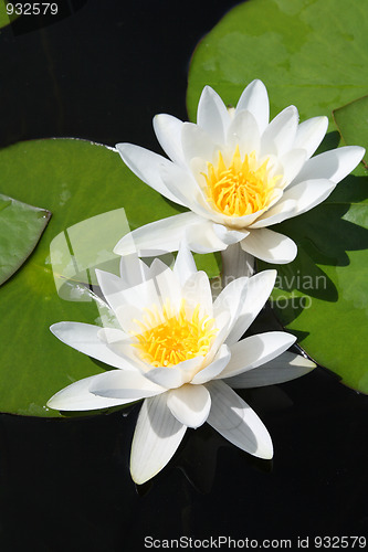 Image of two water-lily