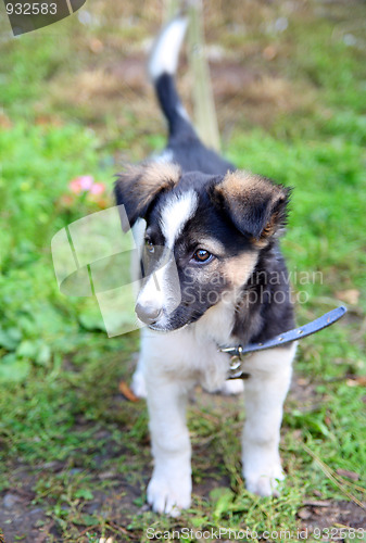 Image of puppy dog looking stare