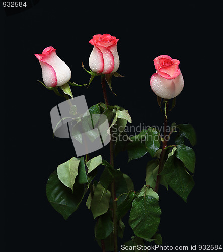 Image of bouquet of three rose