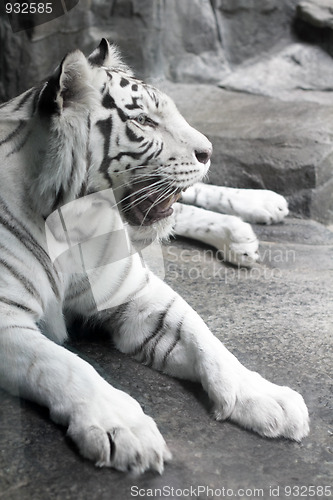 Image of white tiger