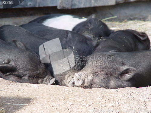 Image of Pigs