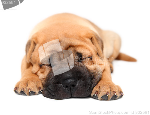 Image of shar pei puppy dog sleeping