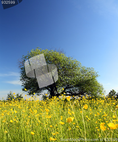 Image of strange tree and buttercups