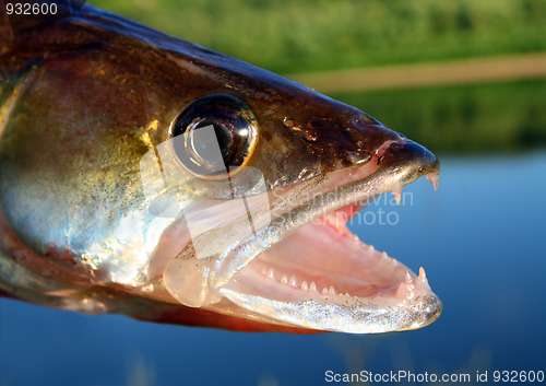 Image of zander fish head