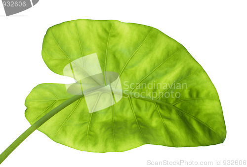 Image of big green leaf from back