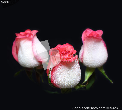 Image of three white with red border roses