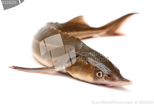 Image of russian sturgeon