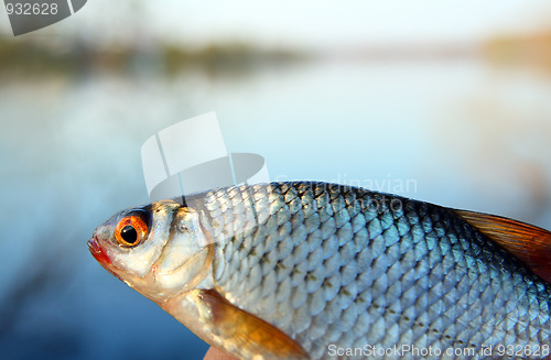 Image of catching roach on lake background