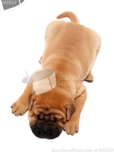 Image of shar pei puppy dog sleeping