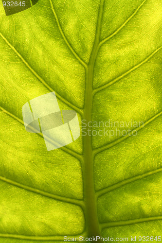 Image of green leaf with veins macro