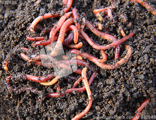 Image of red worms in compost