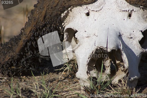 Image of Cape buffalo