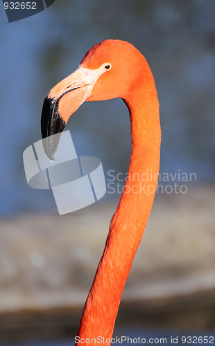 Image of flamingo head