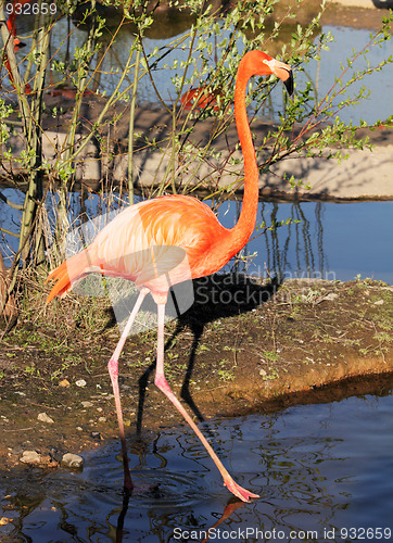 Image of red flamingo