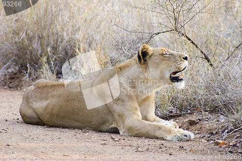 Image of African Lion