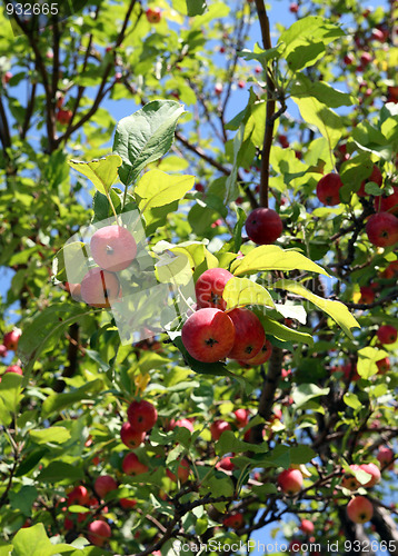 Image of red apples on branches