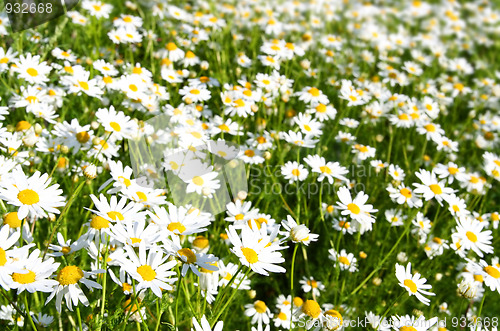 Image of bright camomiles on summer meadow