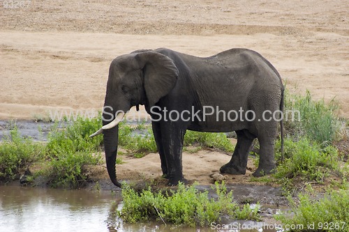 Image of African Elephant