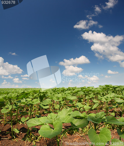 Image of field with beginnings sunflowers