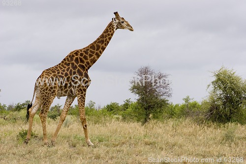 Image of Giraffe