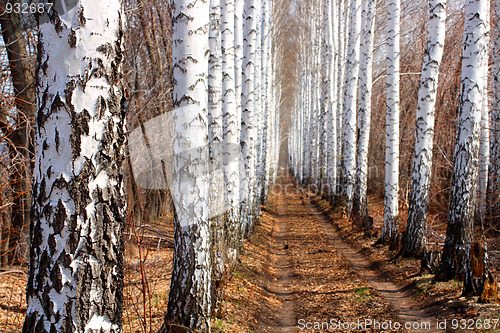 Image of road in spring birch alley