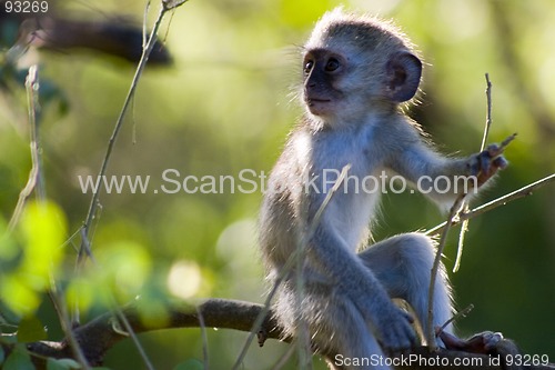 Image of Vervet monkey