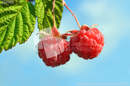 Image of pair of raspberry